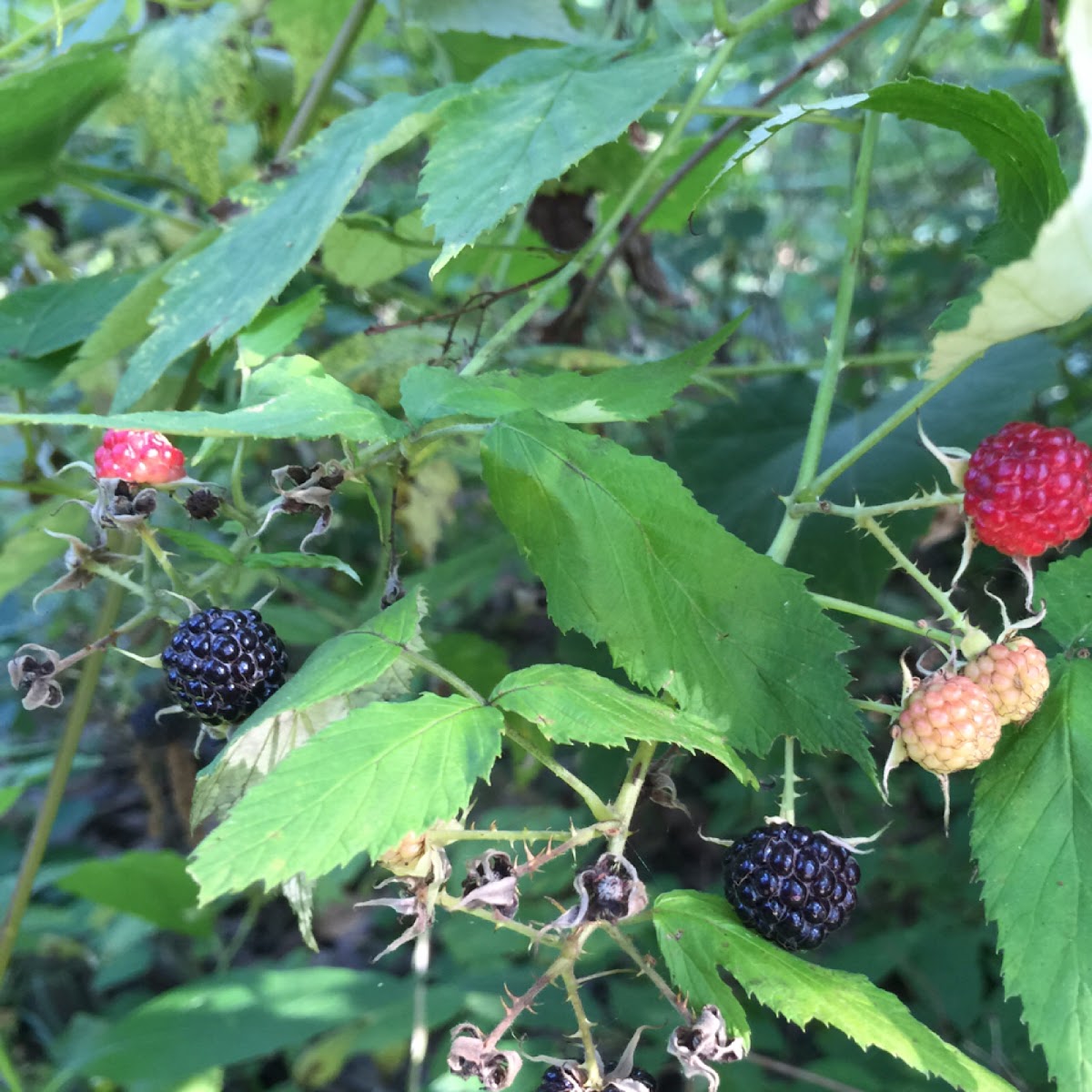 Black raspberry