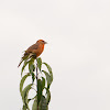 Hepatic tanager