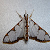 Crambid Moth