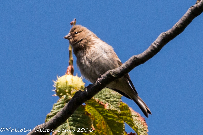 Linnet