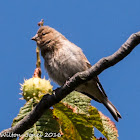 Linnet