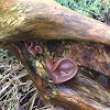 Wood ear, jelly ear