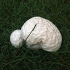 Brain Puffball