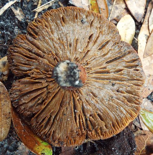 unknown toadstool