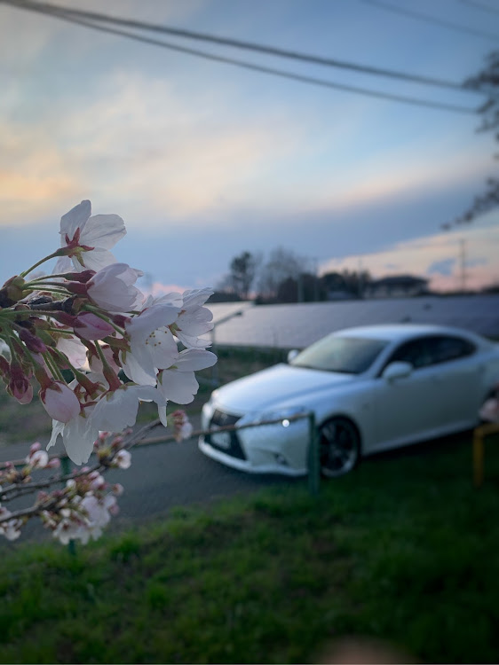 ISの桜・コロナウイルスに負けるな・洗車に関するカスタム事例の投稿画像3枚目