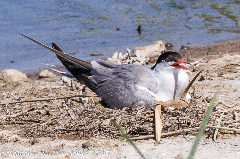 Common Tern; Charrán Común