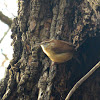 Carolina Wren