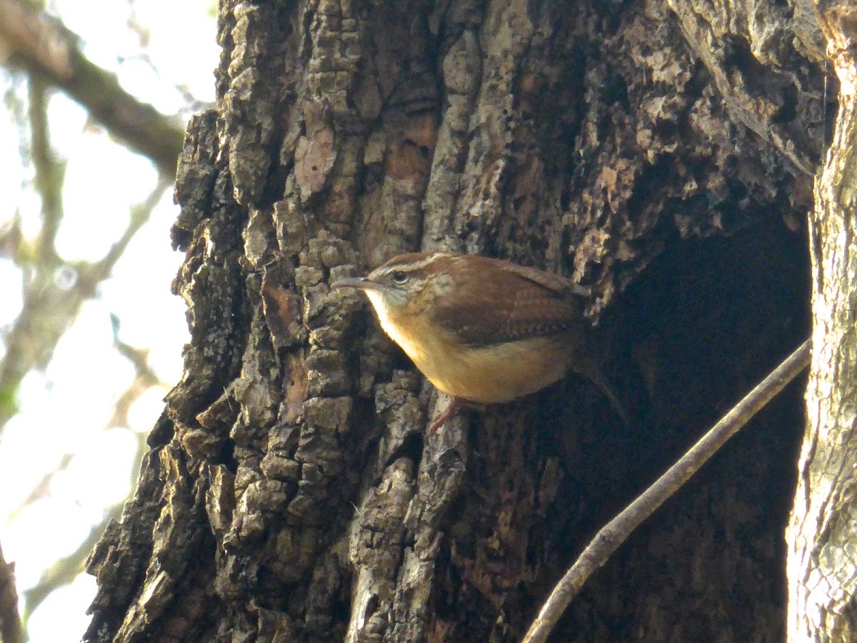 Carolina Wren