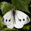 Large White