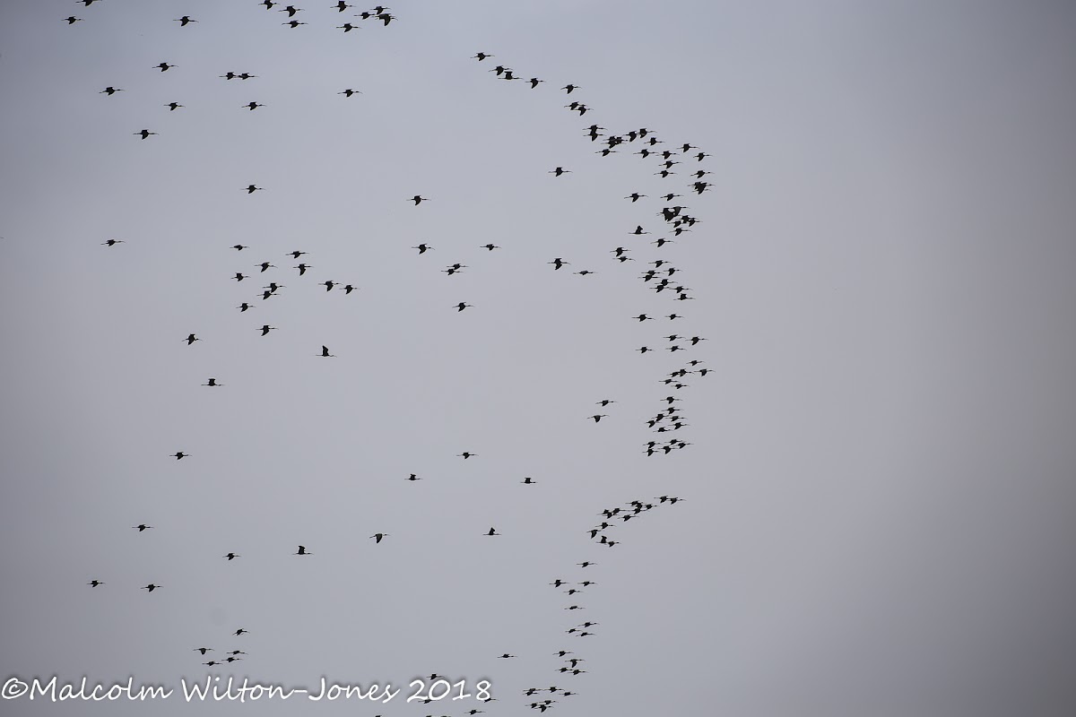 Glossy Ibis