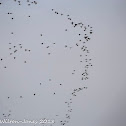 Glossy Ibis