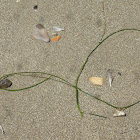 Marine Eel grass