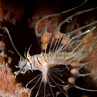 Red Lionfish - Juvenile