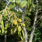 European alder (Σκλήθρο)