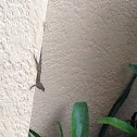 Brown Anole ( One Reptile )