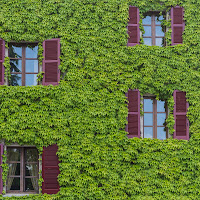 Windows in the Green di 