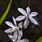 Lebanon squill