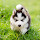 Cute Puppies Dogs Wallpaper New Tab