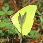 Cloudless Sulphur