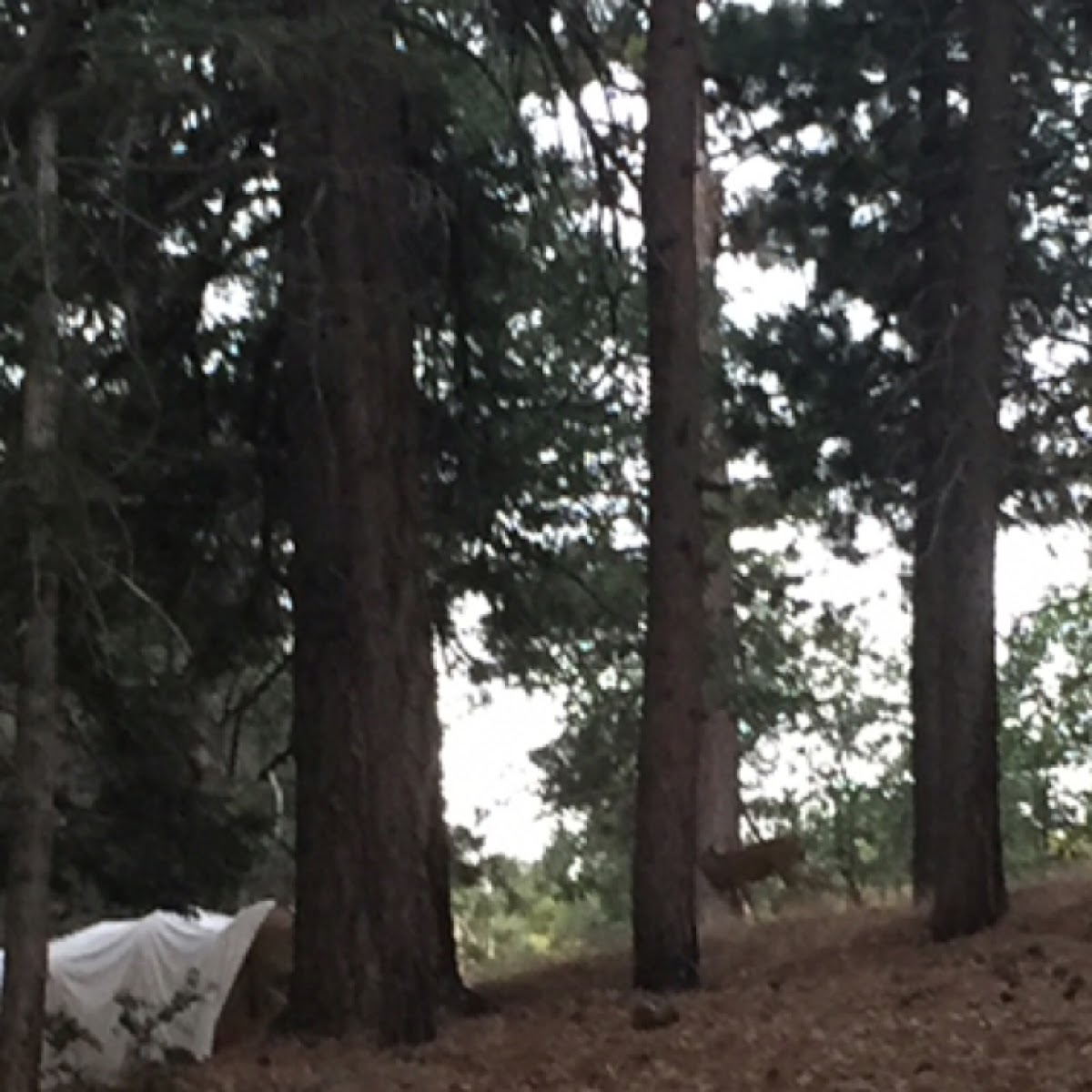 Mule deer