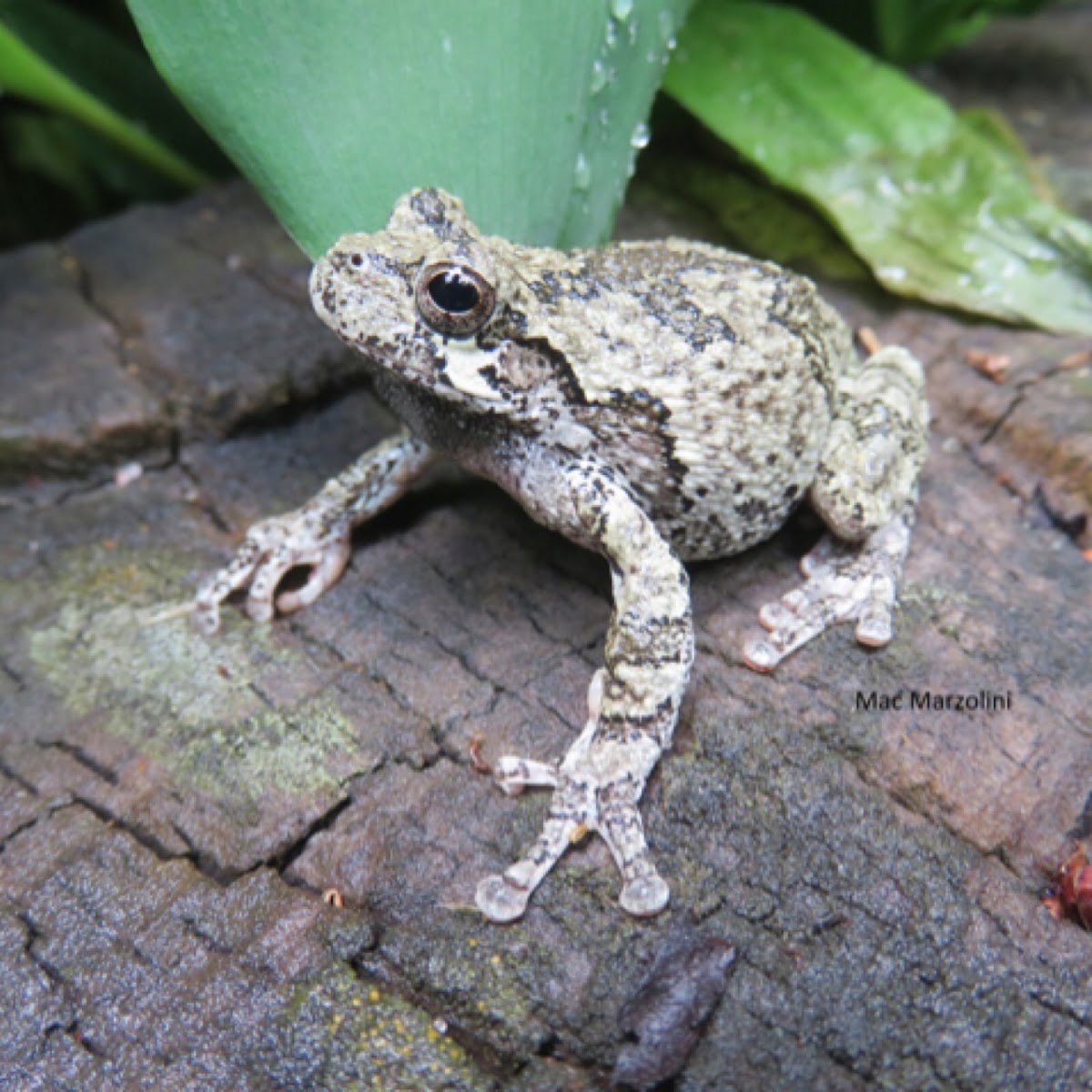 Grey Treefrog