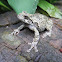 Grey Treefrog