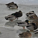 American Black Duck