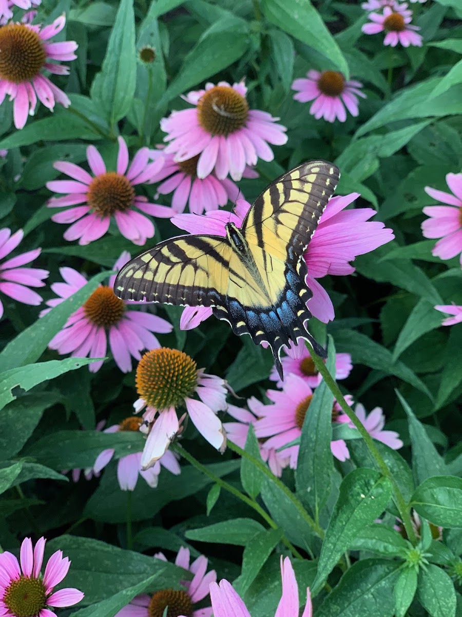 Eastern tiger swallowtail