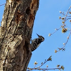 Hairy Woodpecker