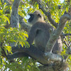 Gray Langur, Hanuman Monkey, Bengal sacred langur