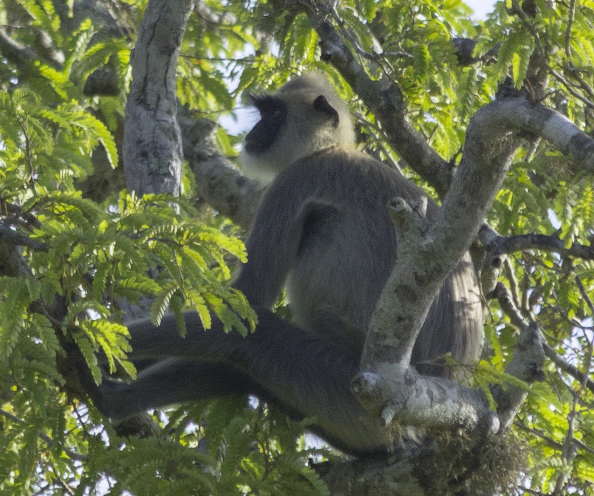 Gray Langur, Hanuman Monkey, Bengal sacred langur