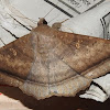 Cramarian moth/Erebidae moth, male