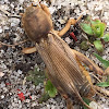 Possible Tawny Mole Cricket