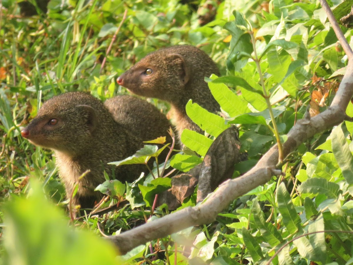 Indian Gray Mongoose