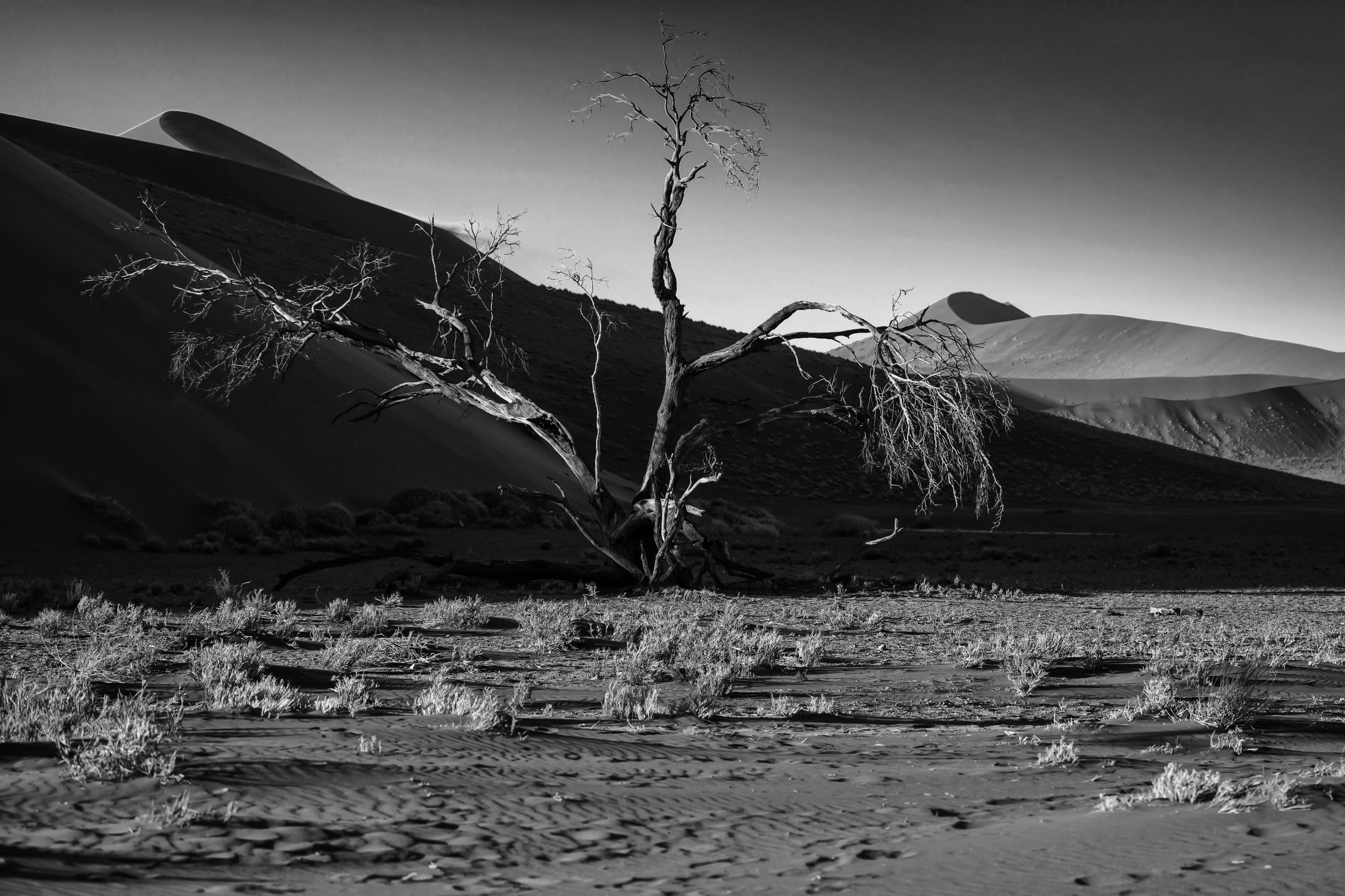 Namib di codadilupo