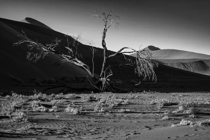 Namib di codadilupo