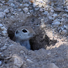 Round-Tailed Ground Squirrel