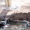 Muscovy; Pato Criollo