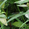 Senegal Golden Dartlet (male)