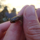 Marbled newt