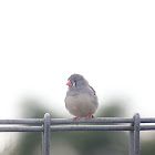 Timor Zebra Finch