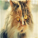 Cat Persian Themes & New Tab