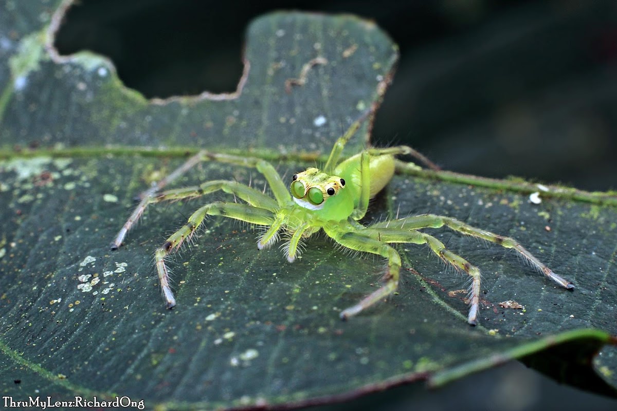 Yellow-lined Epeus