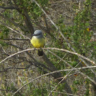 Tropical Kingbird