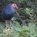 Purple swamphen