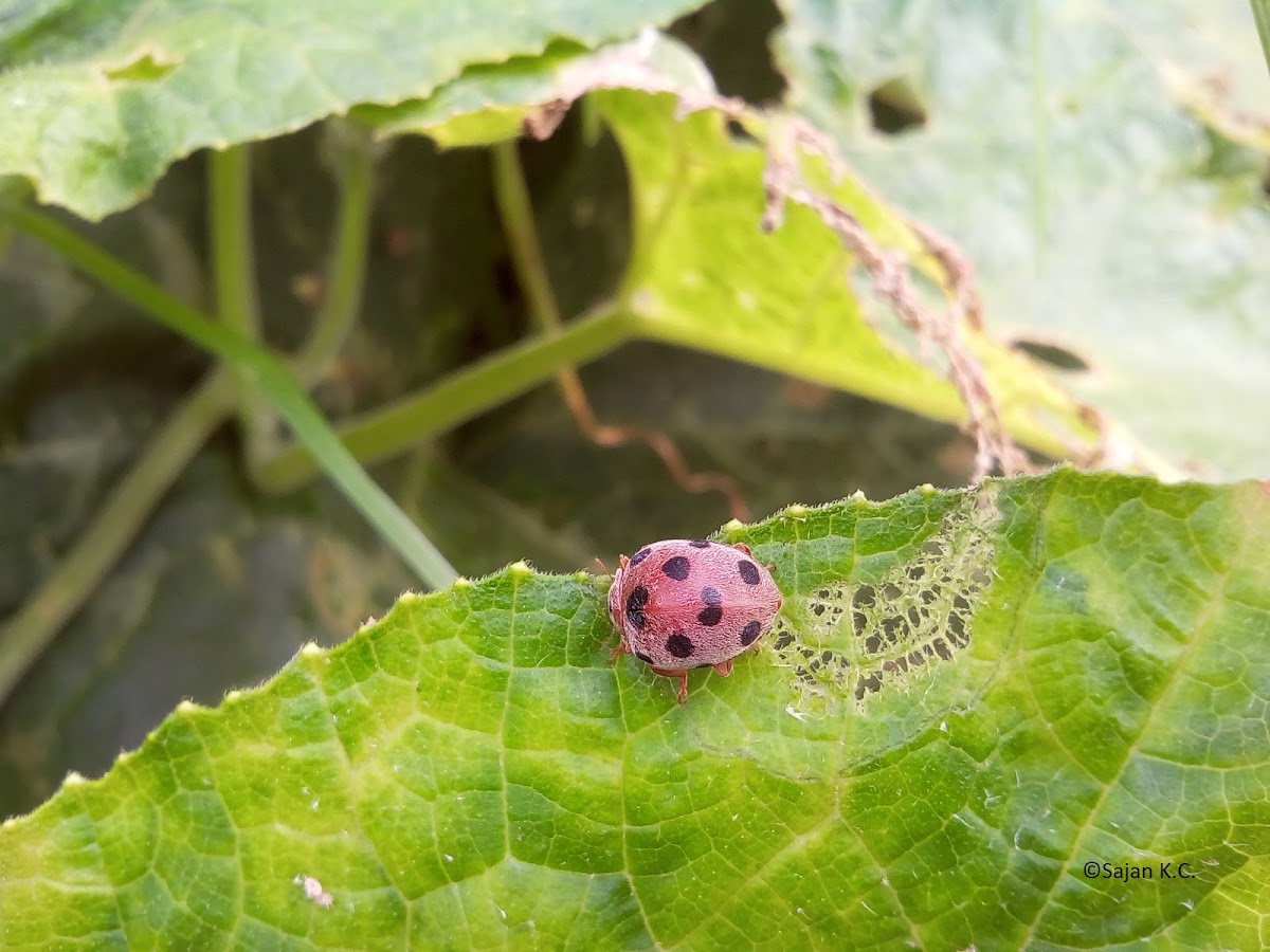 Ladybird beetle