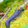 Black slug, Babosa común