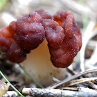 False Morel; Bonete