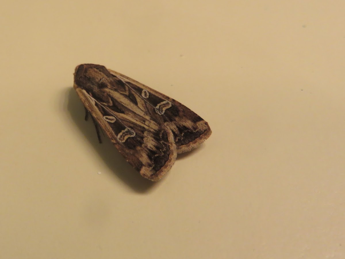 Dingy Cutworm Moth