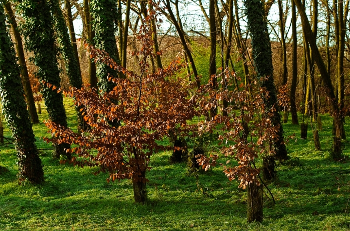 Il colore degli alberi di acalax